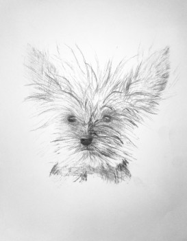 Zeitgenössisches Werk mit dem Titel « Chien de Face », Erstellt von VANINA CRAVENNE