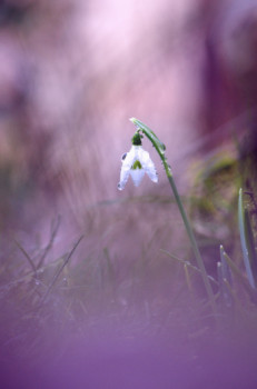 Zeitgenössisches Werk mit dem Titel « Perce Neige », Erstellt von DREAMS 14