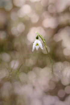 Zeitgenössisches Werk mit dem Titel « Annonce le printemps », Erstellt von DREAMS 14