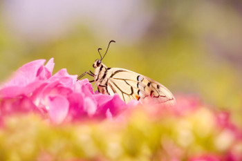 Zeitgenössisches Werk mit dem Titel « Beauté de la nature », Erstellt von DREAMS 14