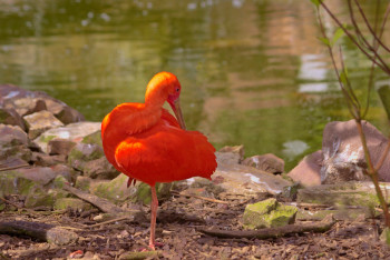 Zeitgenössisches Werk mit dem Titel « Ibis rouge », Erstellt von DREAMS 14