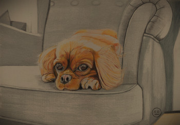 Dog cocooning Auf der ARTactif-Website