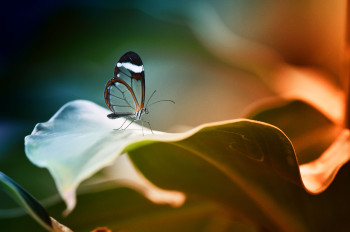 Zeitgenössisches Werk mit dem Titel « Le papillon », Erstellt von FRANKLIN