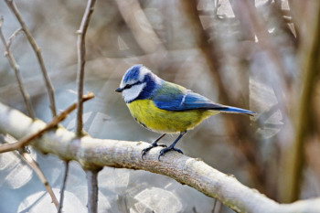 Zeitgenössisches Werk mit dem Titel « Mésange bleue », Erstellt von DOMINIQUE JUILLET