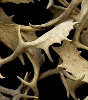 Zeitgenössisches Werk mit dem Titel « Al tu cerf trop fort », Erstellt von PLATONH