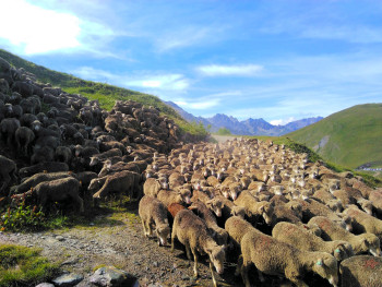 Zeitgenössisches Werk mit dem Titel « Troupeau de moutons - Couleur », Erstellt von JéRôME FORêT