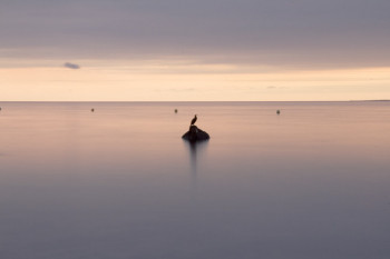 Zeitgenössisches Werk mit dem Titel « Héron sur pierre », Erstellt von PHILIPPE SCHIANO DI COLELLA