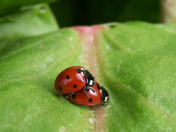 Zeitgenössisches Werk mit dem Titel « Amour de coccinelles », Erstellt von GRéGORY FOULON