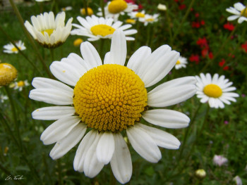 Zeitgenössisches Werk mit dem Titel « Marguerite 2 », Erstellt von GRéGORY FOULON