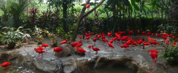 Zeitgenössisches Werk mit dem Titel « ibis rouge », Erstellt von PHILIPPE CHAISNé