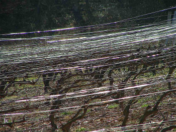 Zeitgenössisches Werk mit dem Titel « les vignes luisantes », Erstellt von PHILIPPE CHAISNé