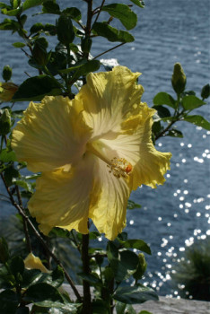 Zeitgenössisches Werk mit dem Titel « fleur et eau », Erstellt von PHILIPPE CHAISNé