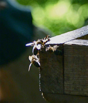 Zeitgenössisches Werk mit dem Titel « abeilles », Erstellt von PHILIPPE CHAISNé