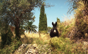 Zeitgenössisches Werk mit dem Titel « ane dans la campagne à Deia - Mallorca - encadré », Erstellt von SARCIE