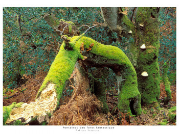 Zeitgenössisches Werk mit dem Titel « Tentacule », Erstellt von FABRICE MILOCHAU