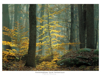 Zeitgenössisches Werk mit dem Titel « Buisson hardant », Erstellt von FABRICE MILOCHAU