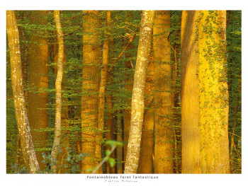 Zeitgenössisches Werk mit dem Titel « arbres de lumiere », Erstellt von FABRICE MILOCHAU