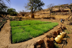 culture-des-oignons-pays-dogon