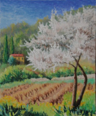 provence-printemps