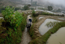 cultures-en-terrasse-region-de-yuanyang-4