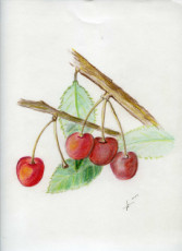 plaisirs-dete-cerises