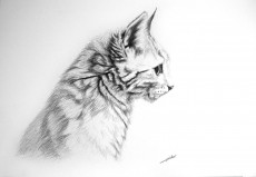 dessin-de-chat