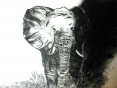 lelephant