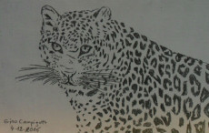 leopard