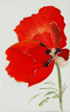 coquelicot-3