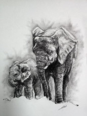 elephants