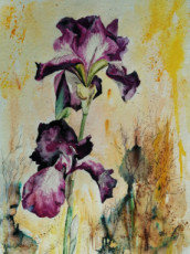 iris-baignes-de-soleil