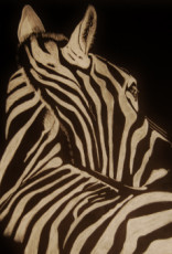 zebre