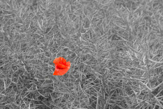 coquelicot