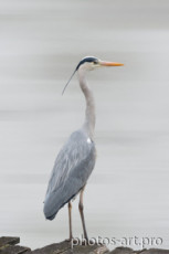 the-heron