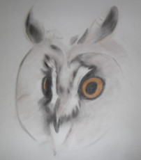 tete-de-hibou