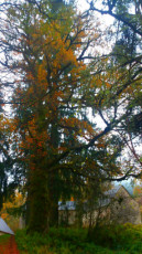 automne-2017-haute-correze-sur-la-route-de-sornac