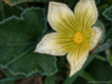 fleur-jaune