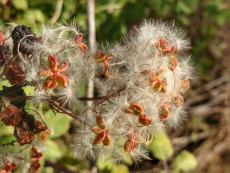 feerie-florale