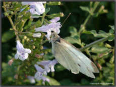 papillon