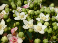 multifleurs