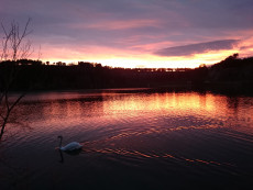 le-cygne-du-lac