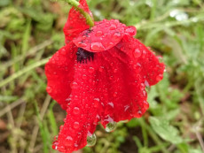 coquelicot-sous-la-pluie