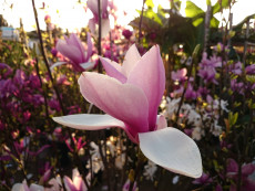 magnolia