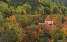 la-maison-dans-les-arbres