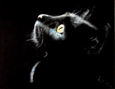 chat-noir