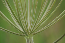 manege-vegetal