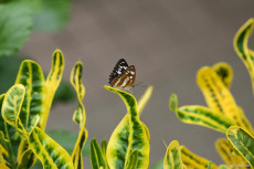 butterfly-nature-photography-photo-372