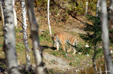 un-tigre-en-liberte