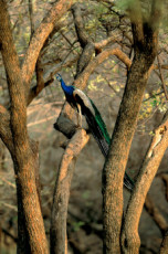 le-paon-inde-reserve-de-sariska