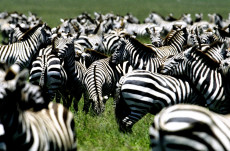 zebre-nest-pas-jouer